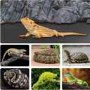 120 Gallon Reptile Terrarium Liner, Bearded Dragon Mat for 4x2x2 Enclosure