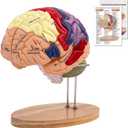 SFXYJ Human Brain Model 2 Times Life Size,Brain Anatomy Model, Includes 4 Pieces Labeled with Figures 9 Colors, for Neuroscience Learning Display Medical Identify Brain Functions