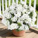 6 Bundles White Artificial Geranium Flowers for Outdoors Spring Decor Geraniums Silk Flowers UV Resistant Lifelike Faux Flowers for Spring Indoor Outdoor Garden Patio Porch Balcony Home Decoration