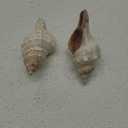 SINKOO 2PCS Conch Shell Large Natural Seashells Perfect for Fish Tank Wedding Decor Beach Theme Party Home Decorations