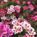 8 x 300+ Seeds Satin Flower Mix Godetia Clarkia - Flower Multicolor