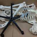 breesky Human Skeleton Model for Anatomy- Life Size Medical Human Skeleton Model with Nervous System 70.8 in with Rolling Stand for Medical Study and Display 3 Posters
