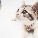 Rose Gold Cat Dog Collar Kitten Puppy Wide Stainless Steel Kitten Choker Curb Adjustable Chew Proof Cuban Link 1/2inch Chain with Rose Gold Bell Personalized Custom tag