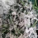 HOLLO STAR 7.5 ft Flocked Prelit Christmas Tree with 503 LED Lights, App Control, Artificial Christmas Tree, Multi-Color RGBW Lights, 1355 Branch Tips, Snow Xmas Tree, for Home, Party