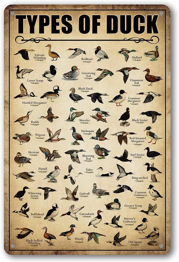 Type Of Duck Tin Sign Duck Hunting Decor Mallard Ducks Knowledge Metal Signs Vintage Duck Hunting Decorations For Home Kitchen Bathroom Duck Wall Art Decor Poster 8 x 12 Inch