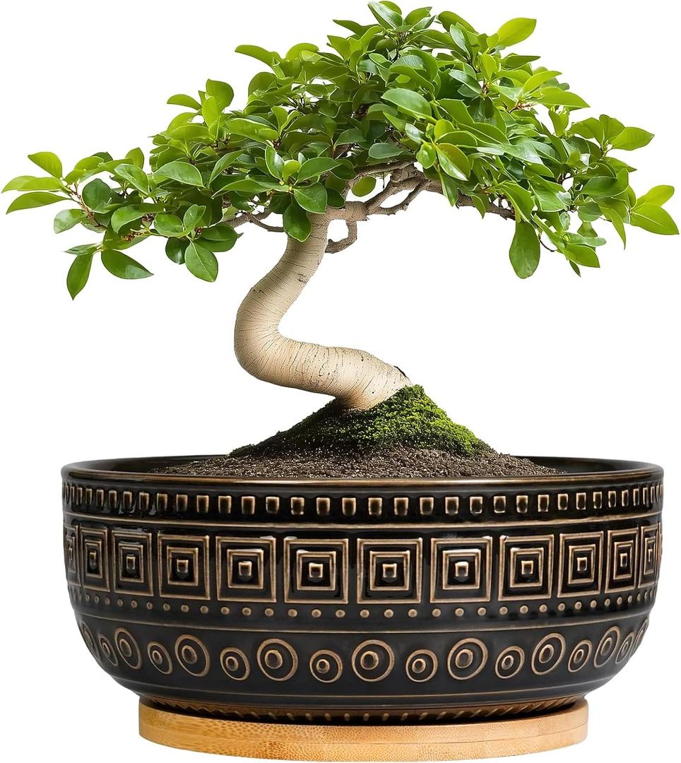 G EPGardening Bonsai Planter - 8 Inch Ceramic Succulent Pots with Drainage and Plant Saucer, Round Shallow Planter Bowl for Indoor Plants Flower, Boho Garden House Decor, Plant Lovers Gifts, Black
