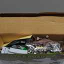 Dinosaur Toys,Create A Dinosaur World Road Race,Flexible Track Playset and 2 pcs Cool Dinosaur car for 3 4 5 6 Year & Up Old boy Girls Best Gift (Green)