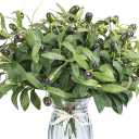 30pcs Faux Olive Leaves Stems 10 Tall Artificial Plants Olive Branches for Small Vase Tabletop Greenery Decor for Home Office Wedding Party (Vase Not Included)
