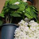 Artificial Hydrangea Tree 29" Tall (Set of 2), Faux White Hydrangea Plant in Pot, Realistic Artificial Plant for Indoor Outdoor Porch, Patio, Balcony Decor