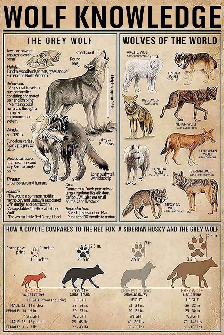 QWEQWEQ Wolf Knowledge Retro Metal Tin Sign Wolves Of The World Printed Poster Cafe Bar School Home Education Living Room Art Wall Decoration Plaque Gift