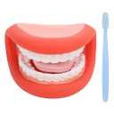Educational Mouth Puppet with Tongue and Teeth Model Brush for Speech, Ideal for Boys and Girls Learning Tools