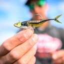 2 x Berkley PowerBait The Champ Minnow Fishing Bait, Green Pumpkin, 2.5in, Irresistible Scent and Flavor, Ideal for Bass and Walleye