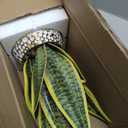 Hollyone Artificial Snake Plant Potted Faux Sansevieria Trifasciata Plants, 13" Tropical Fake Plants in Ceramic Pots for Home Office Room Indoor Decor Housewarming Gifts (Green-13" Style 2)