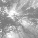 JP London MDXL5003PS Forest Rays Muted Silhouette Sky Reachers Full Wall Removable Mural, 12' x 8.5'
