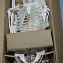 Total Tactic AP2181 Medical School Human Anatomy Class Life-Size Skeleton Model