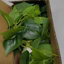 Waipfaru Artificial Plants Indoor, 1Pcs 34" Realistic Fake Pothos Hanging Plants Silk Vines Ivy Potted, Fake Pothos for Living Room Office Bedroom Bathroom Kitchen Shelves Indoor Home Decor