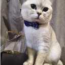 Cat Collar Breakaway with Bell and Bow Tie, Plaid Design Adjustable Safety Kitty Kitten Collars(6.8-10.8in) (Blue Plaid 1)