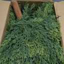 28" Artificial Cedar Topiary Ball Trees, 2 Pack Fake Plants with UV Resistant Evergreen Texture, Durable Ground Spikes Faux Shrubs Bushes Artificial Plants for Outdoor Indoor Front Porch Garden Decor