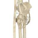 Crazy Bonez Pose-N-Stay Metal Stand for 60 Inch (5 Ft.) Tall Skeletons