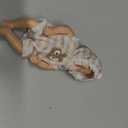 6 Inch Mini Silicone Baby Girl Doll, Realistic Sleeping Reborn Doll, pequeño