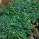 LadyRosian Artificial Cypress Topiary Tree, 25 Inch 2 Set Outdoor Faux Cypress Bush Plants,Indoor Ball Trees with Ground Spike, Fake Potted for Home Front Porch Decor Outside Garden