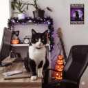 2 x Women Girls Gift Funny Halloween Witch Cat Sign Cat Lovers Once Upon A Time I Pick Up A Black Cat Tin Sign Wall Art for Home Living Room Bedroom Decor 8 x 12 Inches (3139) (Purple)