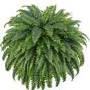 FOREST PRINCE 50" Artificial Boston Ferns, Fake Bush Plants, Large Faux Ferns with 96 Fronds for Outdoors Home Decor
