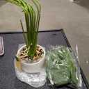 Set of 1 Artificial Monstera Deliciosa Plants in Pots, Fake Tropical Palm Tree with Greenery Leaves Stems, 28 Inch Artificial Cheese Plant for Home Bathroom, Office, Windowsill Decor