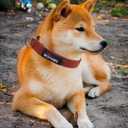 Dog Collar Polyester Cotton Webbing with Neoprene Inner Quick Release Bronze-Colored Buckle for Small Medium Dogs (Brown, M)