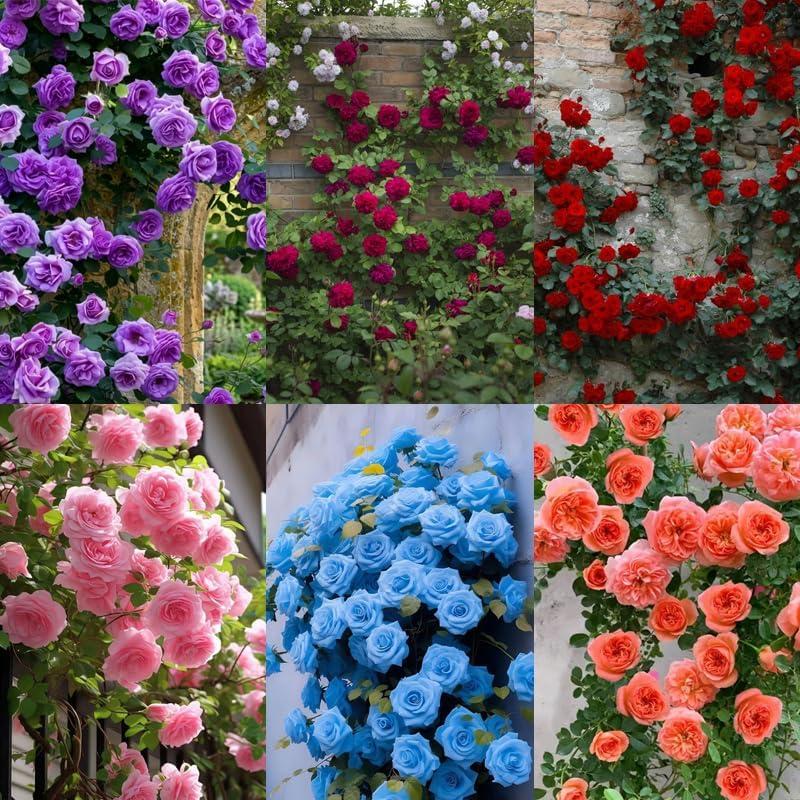 4 x 305+ Climbing Rose Rosa Seeds for Planting Outdoors-Strong Fragrant Rose Plant for Trellis and Archways Low Maintenance (EXP 05/09/29)