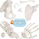 Merinden Human Skeleton Model For Anatomy 67 inch High, Full Size Skeleton Models with 3 Poster, Skull, Spine, Bones, Articulated Hand & Foot, for Anatomy Medical Learning, 8.6 x 13.7 inches