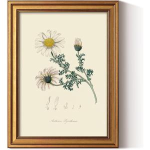 ARPEOTCY Vintage Botanical Wall Art Framed, Antique Floral Illustration with Gold Frame, Classic Wall Decor for Living Room Bedroom or Bathroom, 12x16 Inch (Atlas Mountain Daisy)