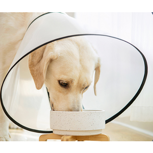 Dog Cone, S
