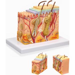 HADWYN 35X Skin Layers Anatomical Model,Enlarged Anatomy Skin Model for Science Study or Patient Education