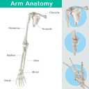 Human Upper Limb Skeleton Anatomical Model, Life Size Human Arm Skeleton Model with Movable Shoulder and Hand Joints Clavicle and Scapula for Medical Science Education Study or Teaching