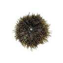 Preserved Sea Urchin Specimen, 23", Authentic Formalin-Preserved for Dissection, Marine Biology Study, Anatomy Education, Science Classroom & Lab Learning