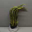 Nearly Natural 26 in. Sansevieria Artificial Silk Plants, Green