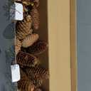 JOHOUSE 50PCS Large Natural Pinecone Ornaments, Pine Cones for Crafts, Pinecone Ornaments for Christmas Tree, Wreath Making, Winter Christmas Bowl Fillers, Winter Vase Filler