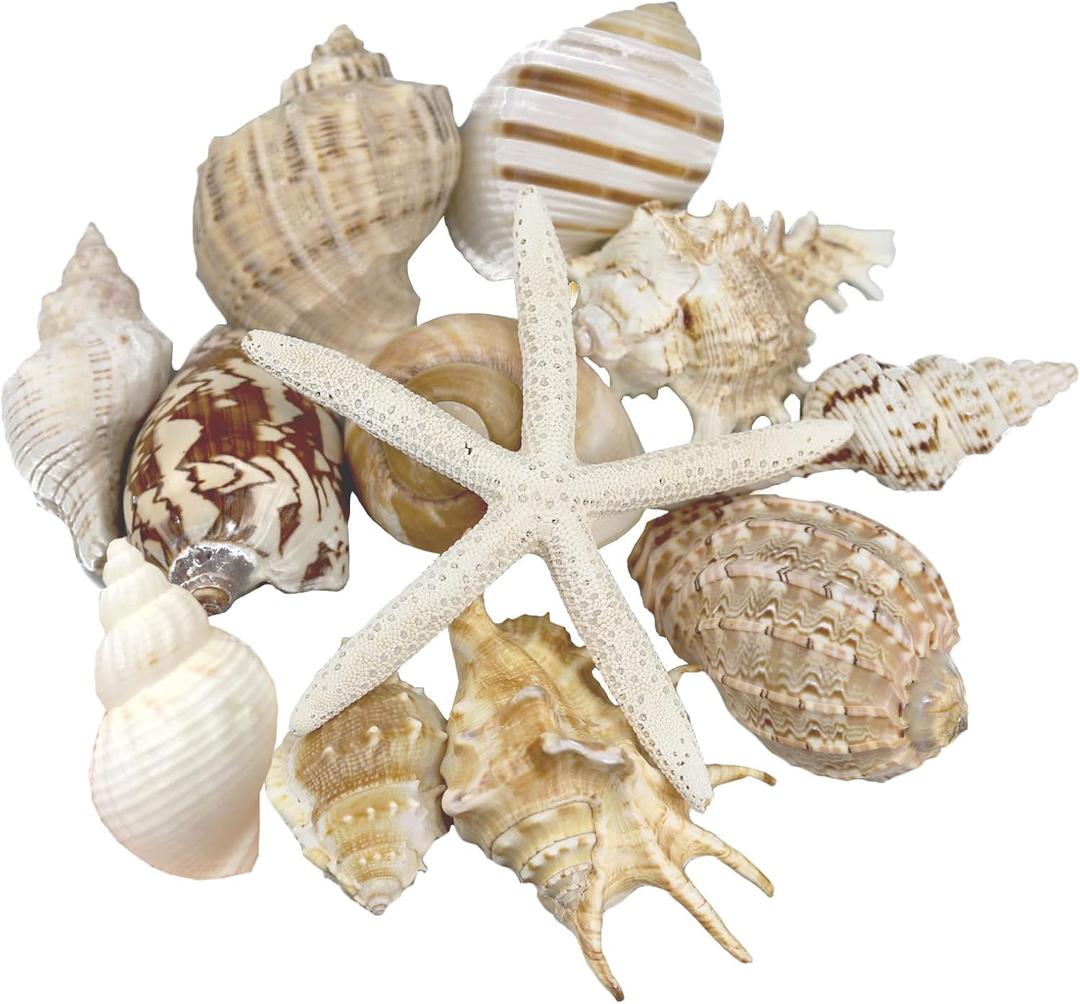 12 PCS Large Seashells Natural Mixed Beach Sea Shells Starfish, Perfect for Beach Theme Party, Home Decor, DIY Crafts, Fish Tank and Vase Filler