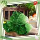 Zeyune 4 Pcs Artificial Vegetable Fake Realistic Vegetable for Decoration, Home Kitchen Decor, PU Simulation(Lettuce)