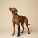 Labra Dog Canine Knuckling Corrector Toe Dragging Brace Wrap for Front or Back Rear Paw Leg L/XL