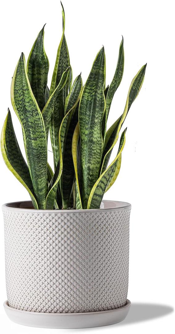 8 Inch Plant Pots: Ceramic Planter with Drainage Hole & Saucer - Flowerpot for Indoor & Outdoor Plants - Beaded Embossed Design White - with Separate Tray