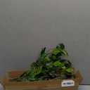 Uqueeten Artificial Plants Greenery Eucalyptus Stems Branches Plant for Home DecorFaux Rustic Ficus Leaf Floral for Indoor Table Bathroom Bedroom Kitchen Decoration,Real Plastic Eucalytus Wedding Dcor6PCS)