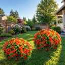 Daifunli 2 Pcs Artificial Morning Glory Topiary Balls Tree with Spike - UV Resistant, Realistic Silk Faux Bush Outdoor for Porch, Patio, Garden - Spring Summer Floral Decor(Orange,20 Inch)