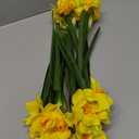 Hananona 10 Pcs Artificial Daffodils Flowers Narcissus Faux Spring Flowers Fake Silk Daffodil Flower Arrangement for Indoor Outdoor Home Wedding Decor (10, Yellow)