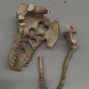 Dinosaur Skull Aquarium Dcor - Fish Tank Decoration Hideaway for Fish,Natural Look, 6.3"x4"x4" - Fun Underwater Environment! (6.3")