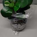 AlphaAcc Artificial Plants Potted Real Looking Small Faux Plant with Rustic Black Cement Planter for Kitchen Office Desk Bookshelf Decor (Ficus Plant)