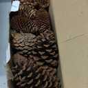 JOHOUSE 50PCS Large Natural Pinecone Ornaments, Pine Cones for Crafts, Pinecone Ornaments for Christmas Tree, Wreath Making, Winter Christmas Bowl Fillers, Winter Vase Filler