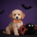 Maca Bates Halloween Dog Collar Spooky Ghost Dogs Collars with Bow Yellow Pumpkin Puppy Colar with Bowtie Adjustable Birthday Gift for XS Small Medium Large XL Girls Boys Male Female Dogs Pet