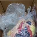 SFXYJ Human Brain Model 2 Times Life Size, Brain Anatomy Model, Includes 4 Pieces Labeled with Figures 9 Colors, for Neuroscience Learning Display Medical Identify Brain Functions